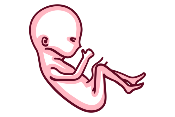 Understanding the Embryo Color Icon: A Designer's Guide to Fetal Symbolism